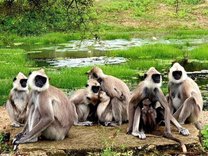 From Ella: Yala Safari with Tangalle/Mirissa/Galle Drop-off - Food, fees, and the real cost