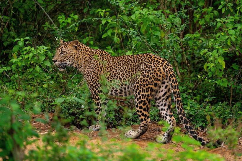 From Ella: Yala Safari with Tangalle/Mirissa/Galle Drop-off - Leaving Ella before sunrise