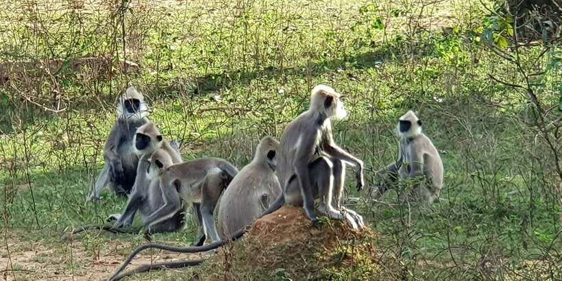 From Galle/Hikkaduwa/Mirissa Trip to Udawalawe Safari Tour - Key points to know before booking