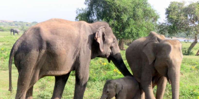 From Galle/Hikkaduwa/Mirissa Trip to Udawalawe Safari Tour - The Elephant Transit Home