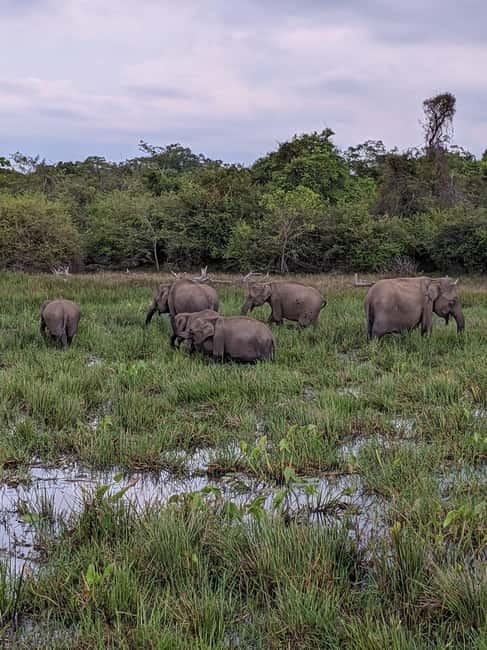 From Galle/ Mirissa/ Tangalle : Udawalawa Safari & Drop Ella - Why this Udawalawe-to-Ella trip is useful