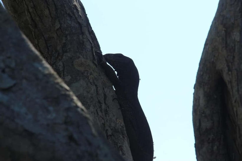 From Galle/ Mirissa/ Tangalle : Udawalawa Safari & Drop Ella - Choosing the right safari time