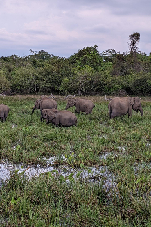 From Galle/ Mirissa/ Tangalle : Udawalawa Safari & Drop Ella - Comfort, driving, and the long-day reality