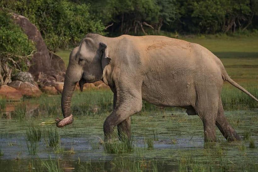 From Galle/ Mirissa/ Tangalle : Udawalawa Safari & Drop Ella - Starting from Hikkaduwa, Galle, Mirissa, or Tangalle