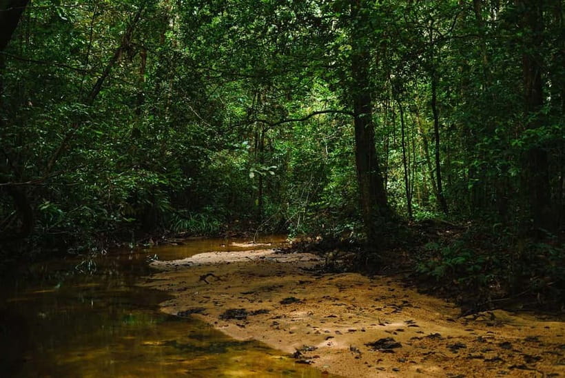 From Galle/Weligama/Mirissa/Matara: Day Trip to Sinharaja - Entering the rainforest with Saman
