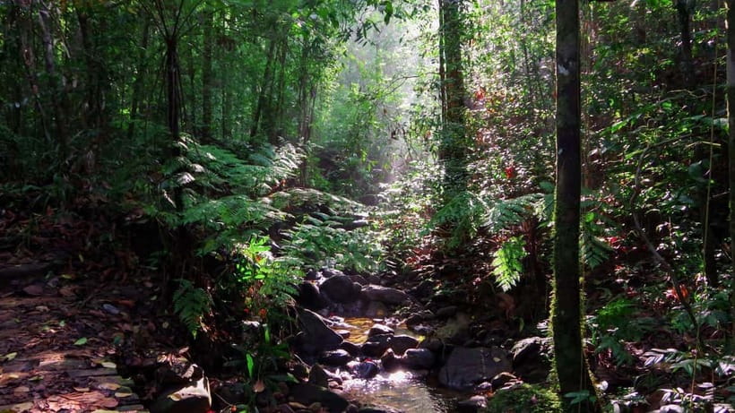 From Galle/Weligama/Mirissa/Matara: Day Trip to Sinharaja - Timing, weather, and trail comfort