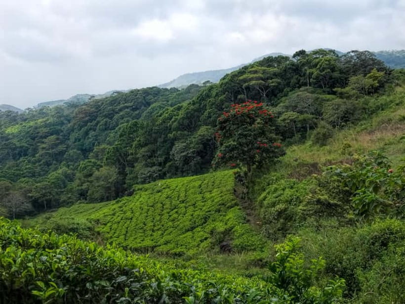 From Galle/Weligama/Mirissa/Matara: Day Trip to Sinharaja - Who should book this Sinharaja trip