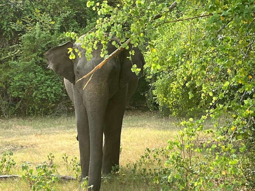 From Hambantota Port: Yala National Park Private Safari - Key points at a glance