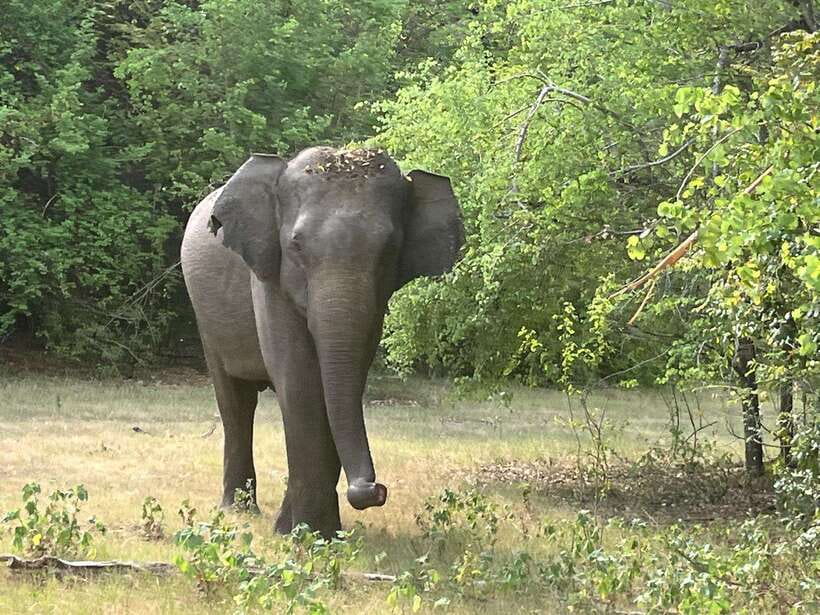 From Hambantota Port: Yala National Park Private Safari - The four-hour game drive