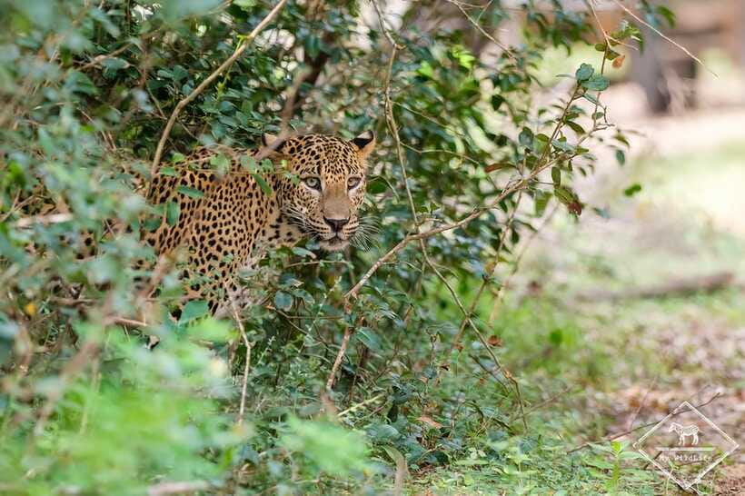 From Hambantota Port: Yala National Park Private Safari - What the private format changes