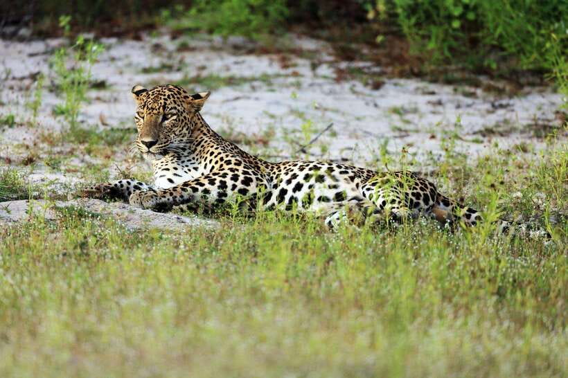From Hambantota Port: Yala National Park Private Safari - How the price fits a cruise day