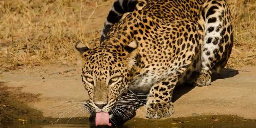 From Hikkaduwa/ Galle/ Mirissa - Yala National Park Safari - Four hours inside Yala