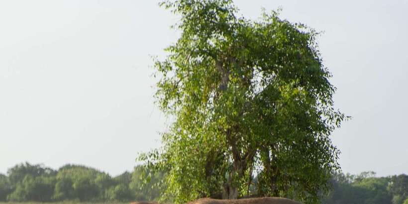 From Hikkaduwa/ Galle/ Mirissa - Yala National Park Safari - Sunrise, sunset, and scenic stops