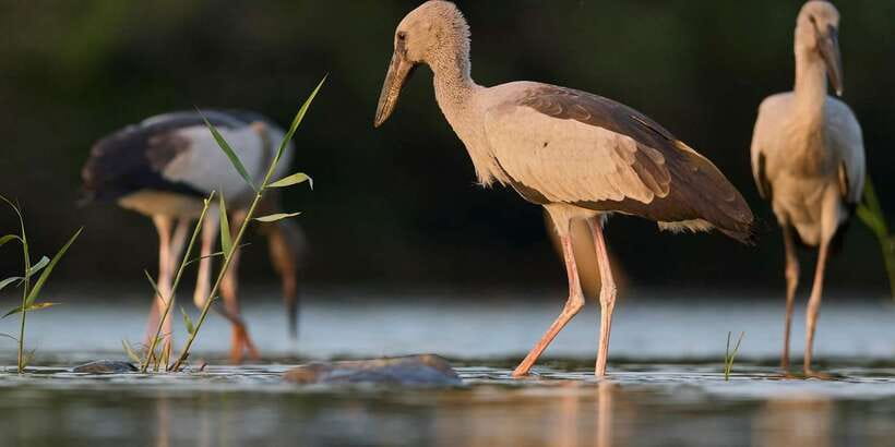 From Hikkaduwa/ Galle/ Mirissa - Yala National Park Safari - Service that makes a long day easier
