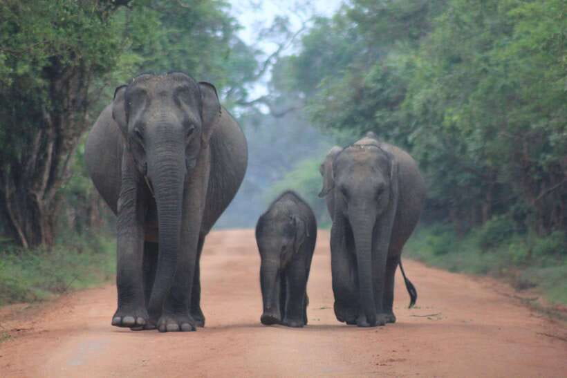 From: Hikkaduwa/ Galle/ Unawatuna/ Talpe - YALA Safari - Key points at a glance