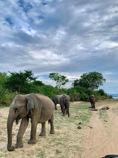 From Hikkaduwa/Mirissa/Galle/Tangalle - Yala Leopard Safari - Key details before you book