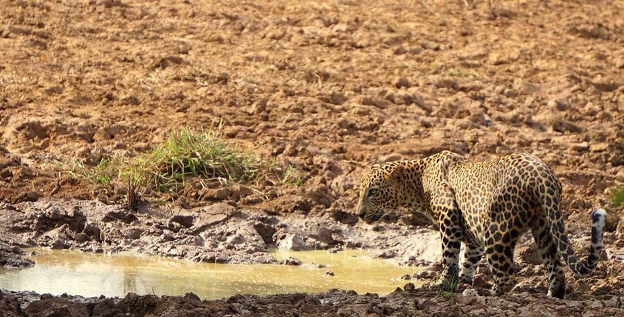 From Hikkaduwa/Mirissa/Galle/Tangalle - Yala Leopard Safari - Leopards, elephants, crocodiles, and the luck factor