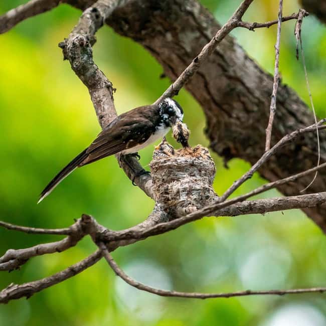 From Hikkaduwa/Mirissa/Galle/Tangalle - Yala Leopard Safari - Who will enjoy this Yala safari most