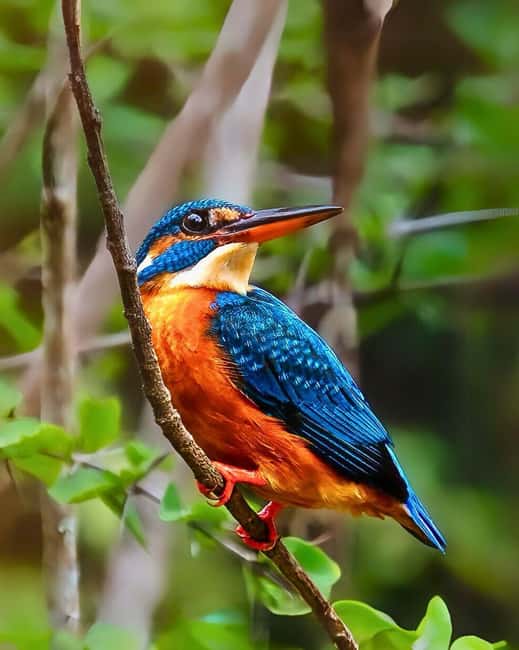 From Hikkaduwa/Mirissa/Galle/Tangalle - Yala Leopard Safari - Booking, cancellations, and practical planning