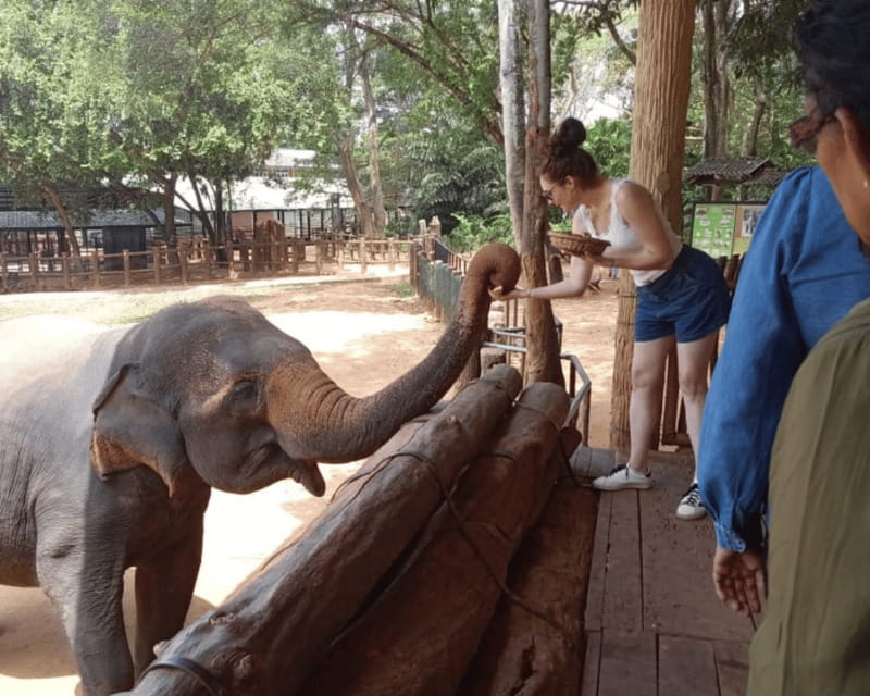 From: Hiriketiya/ Tangalle - Udawalawe Safari - To: Ella - The afternoon safari for a later departure