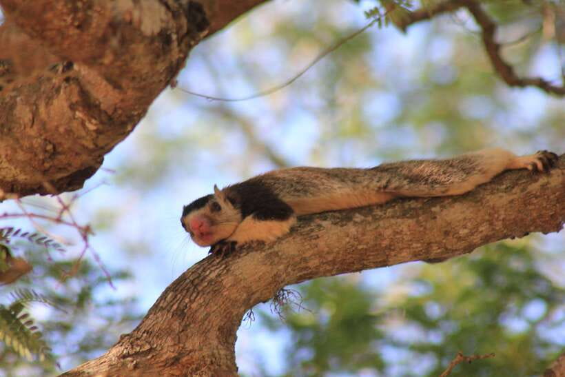 From: Hiriketiya/ Tangalle - YALA Safari Tour - Patanangala and the 30-minute pause
