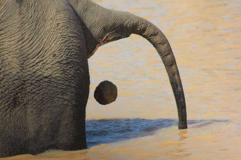 From: Hiriketiya/ Tangalle - YALA Safari Tour - What the $43 price really covers