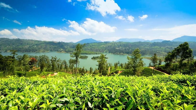 From Kandy: Ella Drop Tour via Nuwara Eliya - Why this Kandy to Ella route works so well