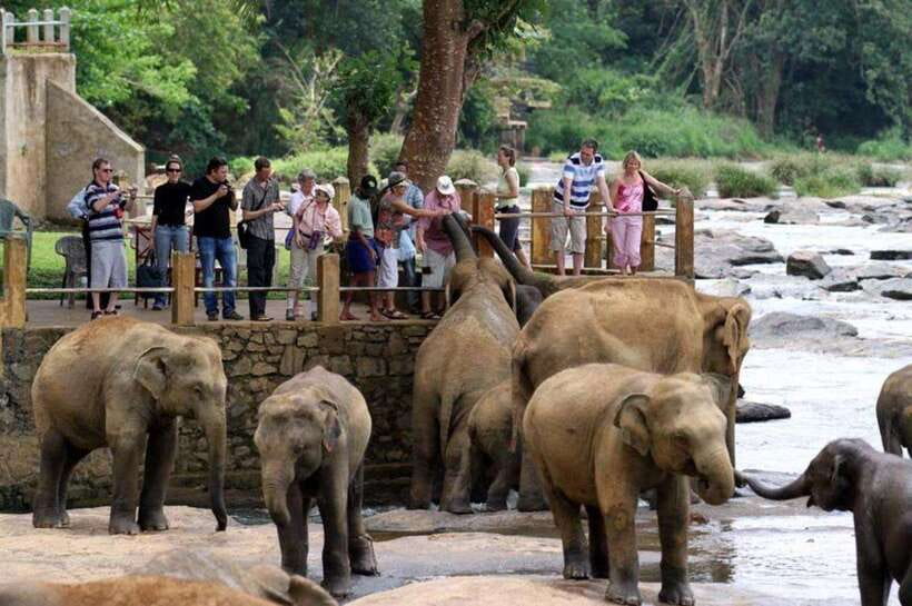 From Kandy: Kandy To Pinnawala Day Tour by Tuk Tuk - Key points to know before you book
