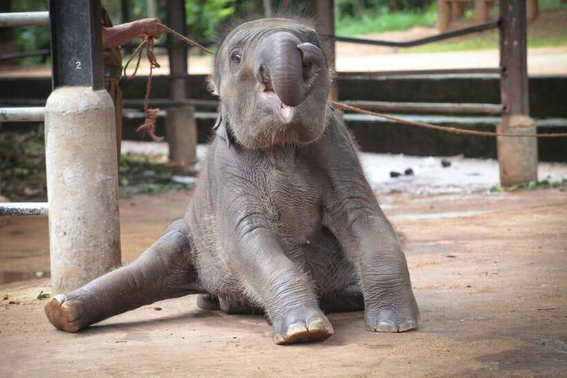From Kandy: Kandy To Pinnawala Day Tour by Tuk Tuk - Spending time at Pinnawala Elephant Orphanage