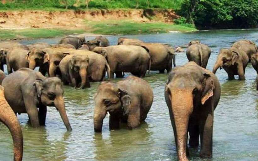 From Kandy: Kandy To Pinnawala Day Tour by Tuk Tuk - Tea, spices, gems, and local crafts