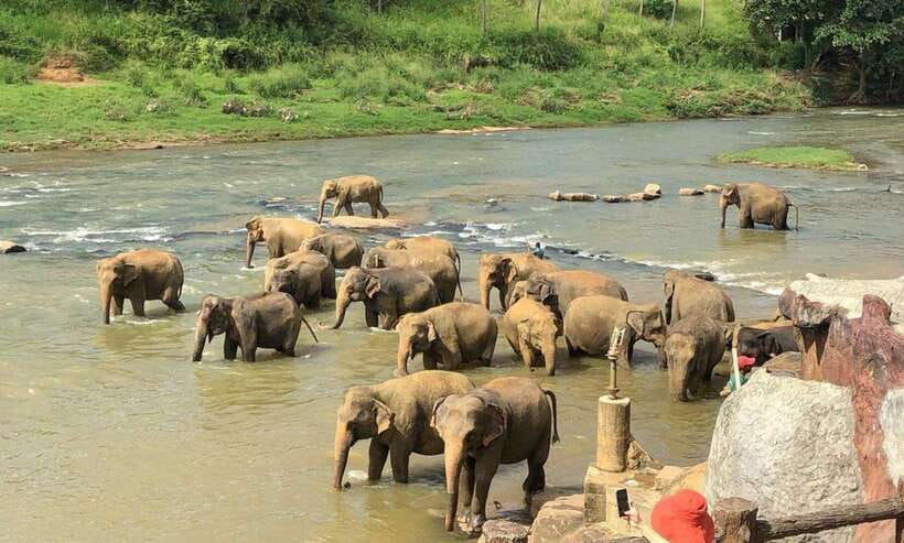 From Kandy: Kandy To Pinnawala Day Tour by Tuk Tuk - Royal Botanic Gardens at Peradeniya