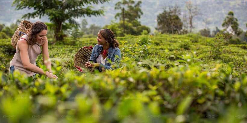 From Kandy: Nuwara Eliya by Train - Nuwara Eliya in one carefully timed hour