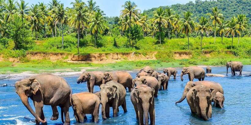 From Kandy: Pinnawala Day Tour - Key points to know before you book