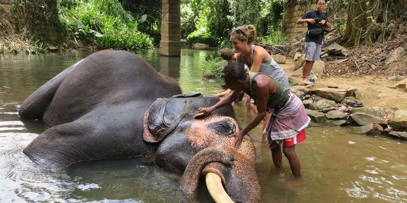 From Kandy: Pinnawala Day Tour - Pinnawala Elephant Orphanage: know what you are paying for