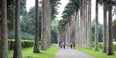 Pinnawala Day Tour