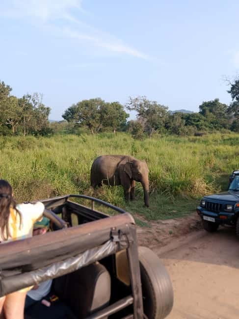 From Kandy: Sigiriya & Dambulla Day Tour with Safari - Climbing Sigiriya’s Lion’s Rock