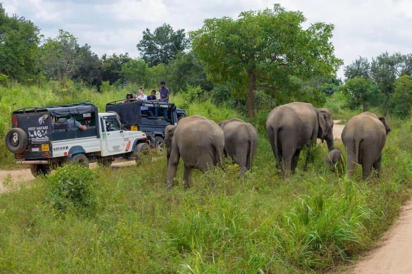 From Kandy: Sigiriya & Dambulla Day Tour with Safari - Who should book this experience