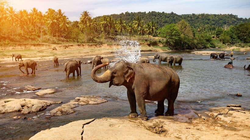 From Kandy To Pinnawala Private Day Tour via Ambuluwawa - Key points to know before you book