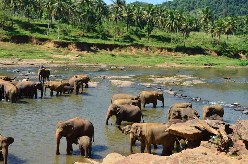 From Kandy To Pinnawala Private Day Tour via Ambuluwawa - What to bring and what to leave behind