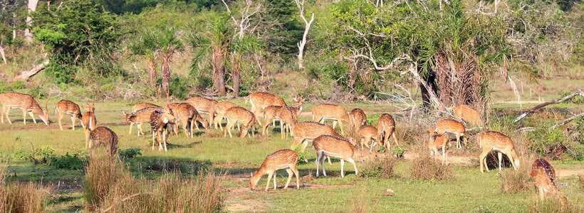 From Kandy: Wilpattu National Park Safari with Hotel Pickup - Why Wilpattu is worth the long road from Kandy