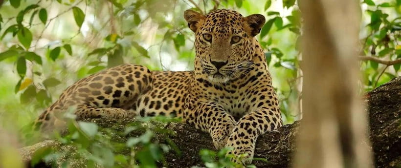 From Kandy: Wilpattu National Park Safari with Hotel Pickup - The Kandy pickup and the long northwest drive