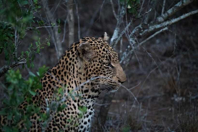 From Kandy: Wilpattu National Park Safari with Hotel Pickup - Following the villus through forest and scrub