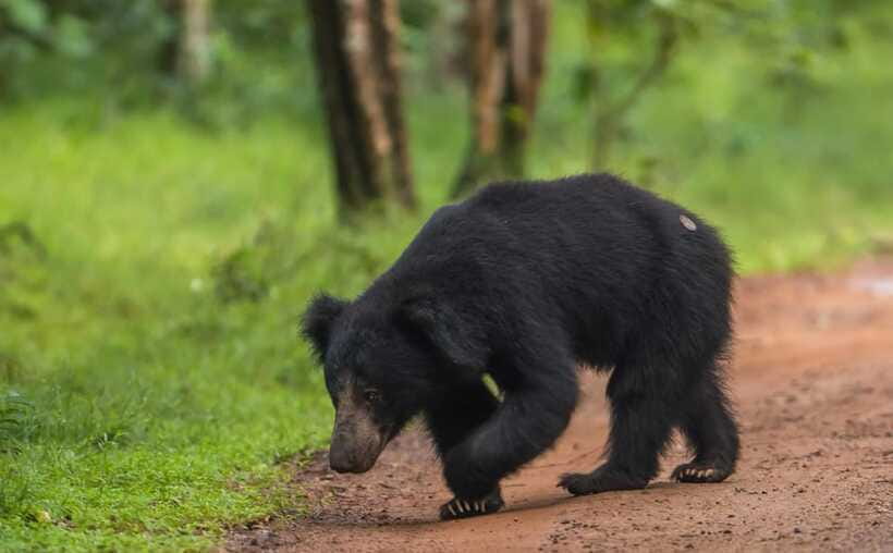 From Kandy: Wilpattu National Park Safari with Hotel Pickup - Lunch, return travel, and the shape of the day