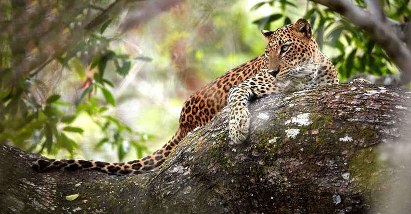 From Kandy: Wilpattu National Park Safari with Hotel Pickup - What the $98 price really buys you