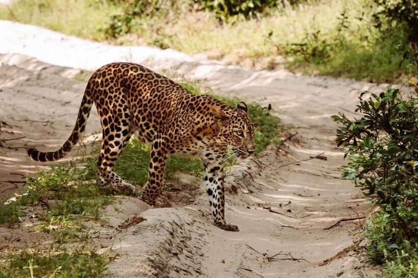 From Kandy: Wilpattu National Park Safari with Hotel Pickup - Who will enjoy this safari most