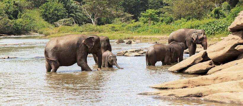 From Kandy: Wilpattu National Park Safari with Hotel Pickup - Small details that make the day easier