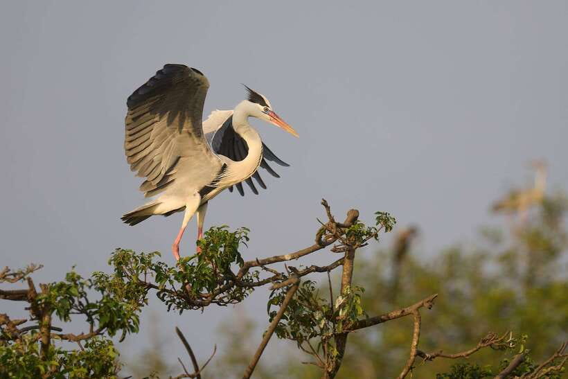From Mirissa/Galle/Hikkaduwa: Udawalawa National Park Safari - Is the $27 price good value?