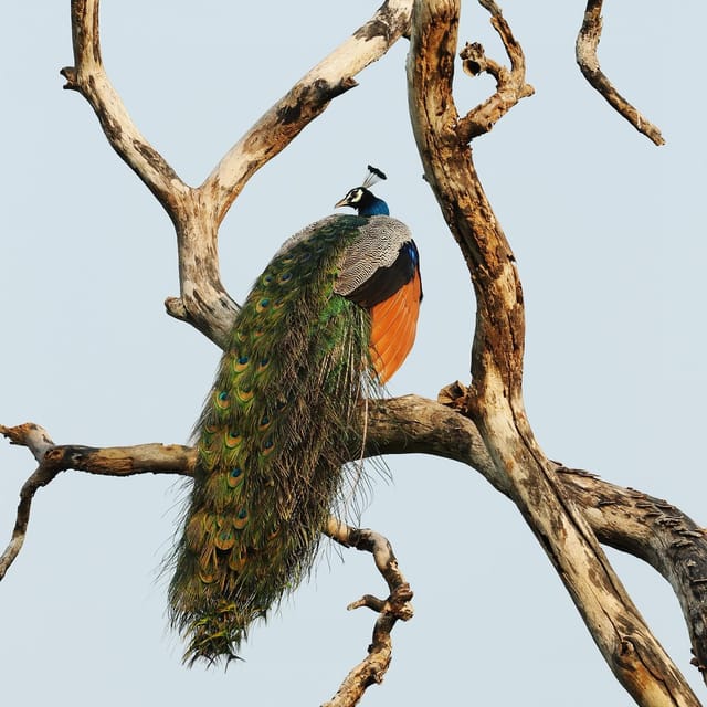 From Mirissa/Galle/Hikkaduwa: Udawalawa National Park Safari - Timing, comfort, and practical details