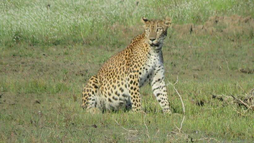 From Mirissa/Galle/Hikkaduwa: Udawalawa National Park Safari - Who should choose this Udawalawe day trip?