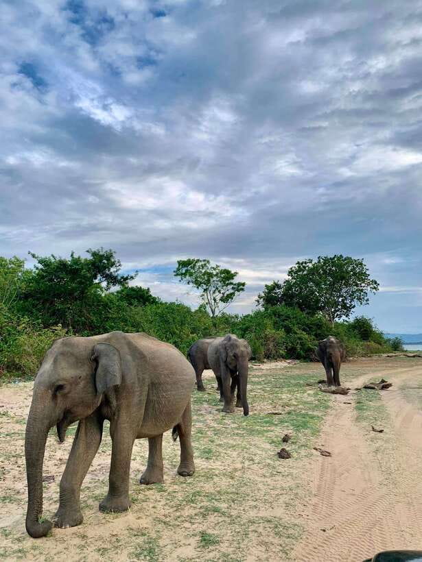 From Mirissa/Galle/Hikkaduwa: Udawalawa National Park Safari - Reaching Udawalawe National Park for a three-hour drive